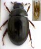 Hydrobius fuscipes